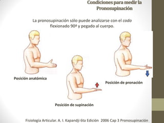 Condicionesparamedirla
Pronosupinación
La pronosupinación sólo puede analizarse con el codo
flexionado 90ª y pegado al cuerpo.
Posición de supinación
Posición de pronación
Posición anatómica
Fisiología Articular. A. I. Kapandji 6ta Edición 2006 Cap 3 Pronosupinación
 