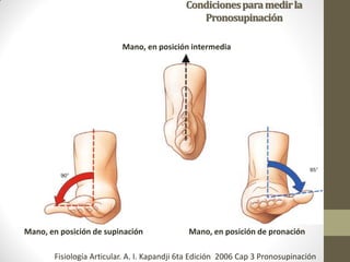 Condicionesparamedirla
Pronosupinación
Mano, en posición intermedia
Mano, en posición de supinación Mano, en posición de pronación
Fisiología Articular. A. I. Kapandji 6ta Edición 2006 Cap 3 Pronosupinación
 