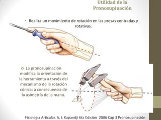 Utilidad de la
Pronosupinación
• Realiza un movimiento de rotación en las presas centradas y
rotativas.
 La pronosupinación
modifica la orientación de
la herramienta a través del
mecanismo de la rotación
cónica: a consecuencia de
la asimetría de la mano.
Fisiología Articular. A. I. Kapandji 6ta Edición 2006 Cap 3 Pronosupinación
 