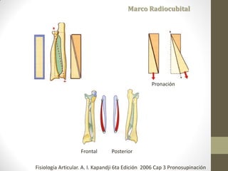 Marco Radiocubital
Frontal Posterior
Pronación
Fisiología Articular. A. I. Kapandji 6ta Edición 2006 Cap 3 Pronosupinación
 