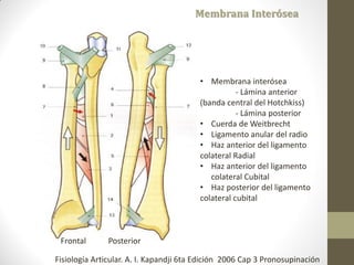 Membrana Interósea
• Membrana interósea
- Lámina anterior
(banda central del Hotchkiss)
- Lámina posterior
• Cuerda de Weitbrecht
• Ligamento anular del radio
• Haz anterior del ligamento
colateral Radial
• Haz anterior del ligamento
colateral Cubital
• Haz posterior del ligamento
colateral cubital
Frontal Posterior
Fisiología Articular. A. I. Kapandji 6ta Edición 2006 Cap 3 Pronosupinación
 