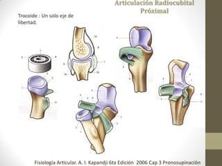 Articulación Radiocubital
Próximal
Trocoide : Un solo eje de
libertad.
Fisiología Articular. A. I. Kapandji 6ta Edición 2006 Cap 3 Pronosupinación
 