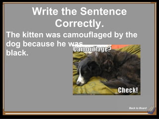 Write the Sentence Correctly. Back to Board The kitten was camouflaged by the dog because he was  black. 