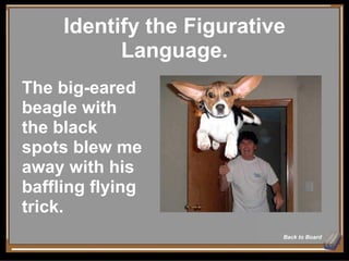 Identify the Figurative Language. Back to Board The big-eared beagle with the black spots blew me away with his baffling flying trick. 