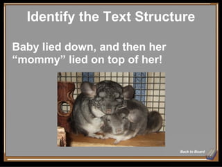 Identify the Text Structure Back to Board Baby lied down, and then her “mommy” lied on top of her! 