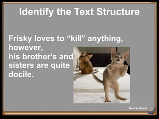 Identify the Text Structure Back to Board Frisky loves to “kill” anything, however,  his brother’s and  sisters are quite  docile. 