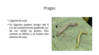 Pragas
• Lagarta da soja
• As lagartas podem atingir até 4
cm de comprimento podendo ser
de cor verde ou pretas. Elas
comem as folhas e as hastes das
plantas de soja.
 