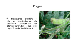 Pragas
• A Helicoverpa armigera se
alimenta principalmente das
estruturas reprodutivas das
plantas cultivadas, o que causa
danos à produção da lavoura
 