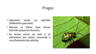 Pragas
• Vaquinha verde ou patriota
(Diabrotica speciosa)
• Atacam as folhas mais tenras
fazendo pequenos buracos.
• As larvas vivem no solo e se
alimentam das raízes, causando o
murchamento das plantas
 