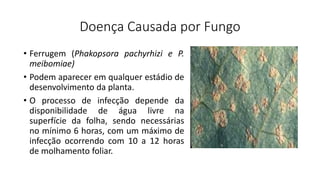Doença Causada por Fungo
• Ferrugem (Phakopsora pachyrhizi e P.
meibomiae)
• Podem aparecer em qualquer estádio de
desenvolvimento da planta.
• O processo de infecção depende da
disponibilidade de água livre na
superfície da folha, sendo necessárias
no mínimo 6 horas, com um máximo de
infecção ocorrendo com 10 a 12 horas
de molhamento foliar.
 