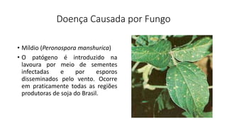 Doença Causada por Fungo
• Míldio (Peronospora manshurica)
• O patógeno é introduzido na
lavoura por meio de sementes
infectadas e por esporos
disseminados pelo vento. Ocorre
em praticamente todas as regiões
produtoras de soja do Brasil.
 