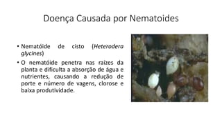 Doença Causada por Nematoides
• Nematóide de cisto (Heterodera
glycines)
• O nematóide penetra nas raízes da
planta e dificulta a absorção de água e
nutrientes, causando a redução de
porte e número de vagens, clorose e
baixa produtividade.
 