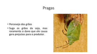 Pragas
• Percevejo dos grãos
• Suga os grãos da soja, mas
raramente o dano que ele causa
gera prejuízos para o produtor.
 