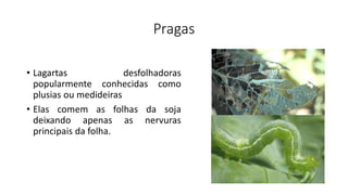 Pragas
• Lagartas desfolhadoras
popularmente conhecidas como
plusias ou medideiras
• Elas comem as folhas da soja
deixando apenas as nervuras
principais da folha.
 
