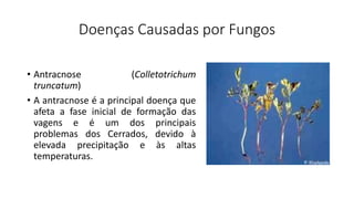 Doenças Causadas por Fungos
• Antracnose (Colletotrichum
truncatum)
• A antracnose é a principal doença que
afeta a fase inicial de formação das
vagens e é um dos principais
problemas dos Cerrados, devido à
elevada precipitação e às altas
temperaturas.
 