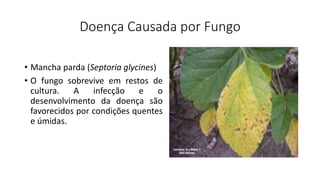 Doença Causada por Fungo
• Mancha parda (Septoria glycines)
• O fungo sobrevive em restos de
cultura. A infecção e o
desenvolvimento da doença são
favorecidos por condições quentes
e úmidas.
 