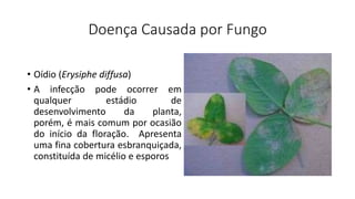 Doença Causada por Fungo
• Oídio (Erysiphe diffusa)
• A infecção pode ocorrer em
qualquer estádio de
desenvolvimento da planta,
porém, é mais comum por ocasião
do início da floração. Apresenta
uma fina cobertura esbranquiçada,
constituída de micélio e esporos
 