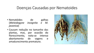 Doenças Causadas por Nematoides
• Nematóides de galhas
(Meloidogyne incognita e M.
javanica)
• Causam redução no tamanho das
plantas, mas, por ocasião do
florescimento, nota-se intenso
abortamento de vagens e
amadurecimento prematuro.
 