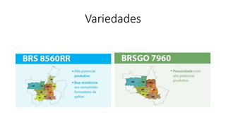 Variedades
 