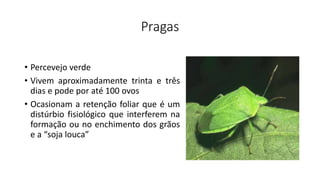 Pragas
• Percevejo verde
• Vivem aproximadamente trinta e três
dias e pode por até 100 ovos
• Ocasionam a retenção foliar que é um
distúrbio fisiológico que interferem na
formação ou no enchimento dos grãos
e a “soja louca”
 