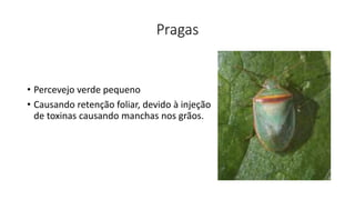 Pragas
• Percevejo verde pequeno
• Causando retenção foliar, devido à injeção
de toxinas causando manchas nos grãos.
 