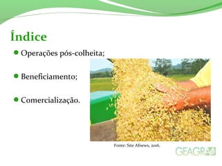 Operações pós-colheita;
Beneficiamento;
Comercialização.
Índice
Fonte: Site Afnews, 2016.
 