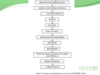 Fonte: Processo de produção do arroz da COOPERJA, Aline
 