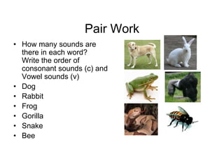 Pair Work
• How many sounds are
there in each word?
Write the order of
consonant sounds (c) and
Vowel sounds (v)
• Dog
• Rabbit
• Frog
• Gorilla
• Snake
• Bee

 