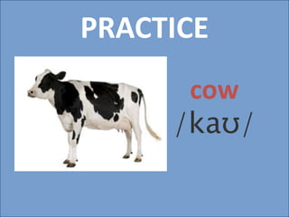 PRACTICE
cow
/kaʊ/
 
