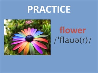 PRACTICE
flower
/ˈflaʊə(r)/
 