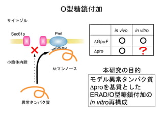 卒業研究：小胞体モデル異常タンパク質△proに対するO型糖鎖付加の試験管内再構成 #卒論