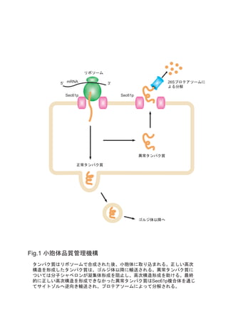 卒業論文：小胞体モデル異常タンパク質△proに対するO型糖鎖付加の試験管内再構成 #卒論