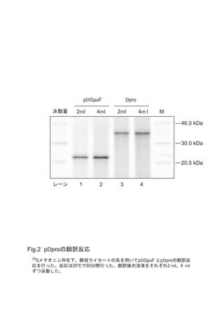卒業論文：小胞体モデル異常タンパク質△proに対するO型糖鎖付加の試験管内再構成 #卒論