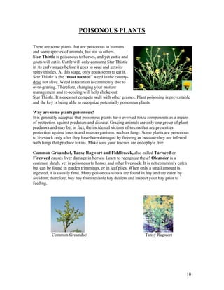 POISONOUS PLANTS

There are some plants that are poisonous to humans
and some species of animals, but not to others.
Star Thistle is poisonous to horses, and yet cattle and
goats will eat it. Cattle will only consume Star Thistle
in its early stages before it goes to seed and gets its
spiny thistles. At this stage, only goats seem to eat it.
Star Thistle is the “most wanted” weed in the county-
dead not alive. Weed infestation is commonly due to
over-grazing. Therefore, changing your pasture
management and re-seeding will help choke out
Star Thistle. It’s does not compete well with other grasses. Plant poisoning is preventable
and the key is being able to recognize potentially poisonous plants.

Why are some plants poisonous?
It is generally accepted that poisonous plants have evolved toxic components as a means
of protection against predators and disease. Grazing animals are only one group of plant
predators and may be, in fact, the incidental victims of toxins that are present as
protection against insects and microorganisms, such as fungi. Some plants are poisonous
to livestock only after they have been damaged by freezing or because they are infested
with fungi that produce toxins. Make sure your fescues are endophyte free.

Common Groundsel, Tansy Ragwort and Fiddleneck, also called Tarweed or
Fireweed causes liver damage in horses. Learn to recognize these! Oleander is a
common shrub, yet is poisonous to horses and other livestock. It is not commonly eaten
but can be found in garden trimmings, or in leaf piles. When only a small amount is
ingested, it is usually fatal. Many poisonous weeds are found in hay and are eaten by
accident; therefore, buy hay from reliable hay dealers and inspect your hay prior to
feeding.




          Common Groundsel                                       Tansy Ragwort




                                                                                         10
 