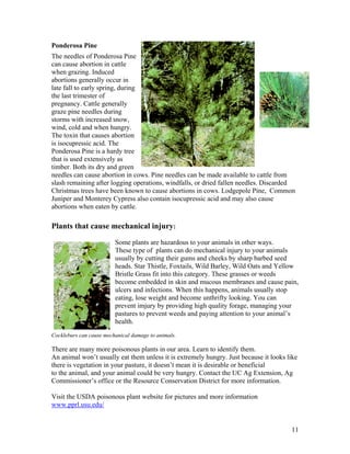 Ponderosa Pine
The needles of Ponderosa Pine
can cause abortion in cattle
when grazing. Induced
abortions generally occur in
late fall to early spring, during
the last trimester of
pregnancy. Cattle generally
graze pine needles during
storms with increased snow,
wind, cold and when hungry.
The toxin that causes abortion
is isocupressic acid. The
Ponderosa Pine is a hardy tree
that is used extensively as
timber. Both its dry and green
needles can cause abortion in cows. Pine needles can be made available to cattle from
slash remaining after logging operations, windfalls, or dried fallen needles. Discarded
Christmas trees have been known to cause abortions in cows. Lodgepole Pine, Common
Juniper and Monterey Cypress also contain isocupressic acid and may also cause
abortions when eaten by cattle.

Plants that cause mechanical injury:
                         Some plants are hazardous to your animals in other ways.
                         These type of plants can do mechanical injury to your animals
                         usually by cutting their gums and cheeks by sharp barbed seed
                         heads. Star Thistle, Foxtails, Wild Barley, Wild Oats and Yellow
                         Bristle Grass fit into this category. These grasses or weeds
                         become embedded in skin and mucous membranes and cause pain,
                         ulcers and infections. When this happens, animals usually stop
                         eating, lose weight and become unthrifty looking. You can
                         prevent imjury by providing high quality forage, managing your
                         pastures to prevent weeds and paying attention to your animal’s
                         health.
Cockleburs can cause mechanical damage to animals.

There are many more poisonous plants in our area. Learn to identify them.
An animal won’t usually eat them unless it is extremely hungry. Just because it looks like
there is vegetation in your pasture, it doesn’t mean it is desirable or beneficial
to the animal, and your animal could be very hungry. Contact the UC Ag Extension, Ag
Commissioner’s office or the Resource Conservation District for more information.

Visit the USDA poisonous plant website for pictures and more information
www.pprl.usu.edu/


                                                                                       11
 