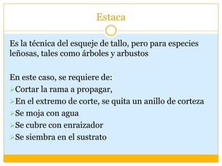 Estaca

Es la técnica del esqueje de tallo, pero para especies
leñosas, tales como árboles y arbustos

En este caso, se requiere de:
Cortar la rama a propagar,
En el extremo de corte, se quita un anillo de corteza
Se moja con agua
Se cubre con enraizador
Se siembra en el sustrato
 
