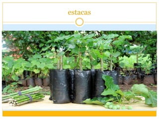 estacas
 
