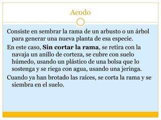 Acodo

Consiste en sembrar la rama de un arbusto o un árbol
 para generar una nueva planta de esa especie.
En este caso, Sin cortar la rama, se retira con la
 navaja un anillo de corteza, se cubre con suelo
 húmedo, usando un plástico de una bolsa que lo
 sostenga y se riega con agua, usando una jeringa.
Cuando ya han brotado las raíces, se corta la rama y se
 siembra en el suelo.
 