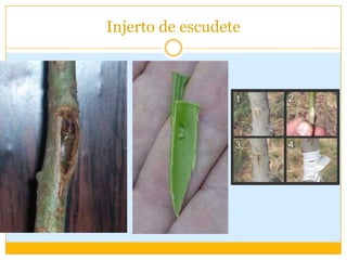 Injerto de escudete
 