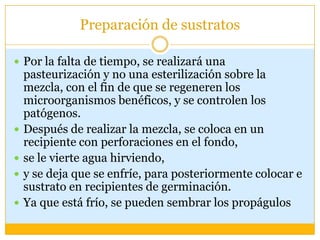 Preparación de sustratos

 Por la falta de tiempo, se realizará una
    pasteurización y no una esterilización sobre la
    mezcla, con el fin de que se regeneren los
    microorganismos benéficos, y se controlen los
    patógenos.
   Después de realizar la mezcla, se coloca en un
    recipiente con perforaciones en el fondo,
   se le vierte agua hirviendo,
   y se deja que se enfríe, para posteriormente colocar e
    sustrato en recipientes de germinación.
   Ya que está frío, se pueden sembrar los propágulos
 