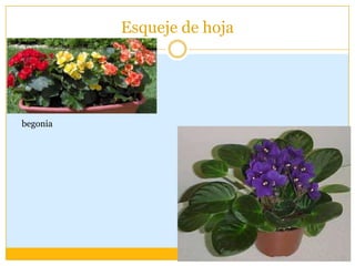 Esqueje de hoja




begonia
 