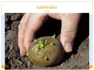 tubérculos
 