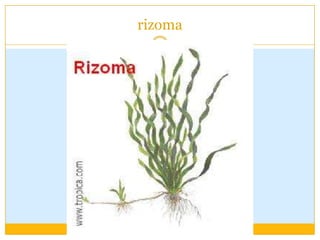 rizoma
 