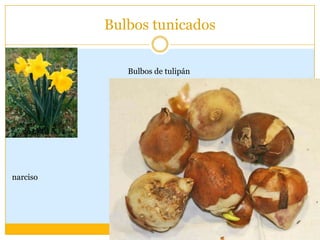 Bulbos tunicados


             Bulbos de tulipán




narciso
 
