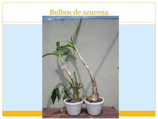 Bulbos de azucena
 
