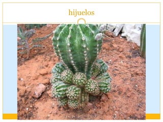 hijuelos
 