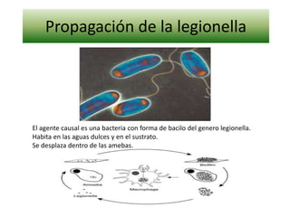 Propagación de la legionella El agente causal es una bacteria con forma de bacilo del genero legionella. Habita en las aguas dulces y en el sustrato. Se desplaza dentro de las amebas. 