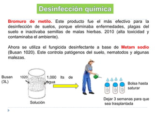 Bromuro de metilo. Este producto fue el más efectivo para la
desinfección de suelos, porque eliminaba enfermedades, plagas del
suelo e inactivaba semillas de malas hierbas. 2010 (alta toxicidad y
contaminaba el ambiente).
Ahora se utiliza el fungicida desinfectante a base de Metam sodio
(Busan 1020). Este controla patógenos del suelo, nematodos y algunas
malezas.

Busan
(3L)

1,000
agua

1020

Solución

lts

de
Bolsa hasta
saturar
Dejar 3 semanas para que
sea trasplantada

 