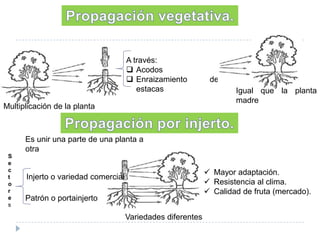 A través:
 Acodos
 Enraizamiento
estacas

Multiplicación de la planta

de
Igual que la planta
madre

Es unir una parte de una planta a
otra
S
e
c
t
o
r
e
s

 Mayor adaptación.
 Resistencia al clima.
 Calidad de fruta (mercado).

Injerto o variedad comercial
Patrón o portainjerto
Variedades diferentes

 
