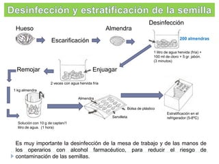 Desinfección
Hueso

Almendra
200 almendras

Escarificación

1 litro de agua hervida (fría) +
100 ml de cloro + 5 gr. jabón.
(3 minutos)

Remojar

Enjuagar
2 veces con agua hervida fría

1 kg almendra
Almendra
Bolsa de plástico
Servilleta

Estratificación en el
refrigerador (5-8ºC)

Solución con 10 g de captan/1
litro de agua. (1 hora)

Es muy importante la desinfección de la mesa de trabajo y de las manos de
los operarios con alcohol farmacéutico, para reducir el riesgo de
contaminación de las semillas.

 